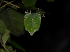 Cryptophyllium
