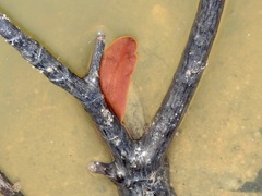 Limnostylochus