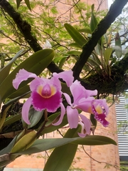 Cattleya trianae