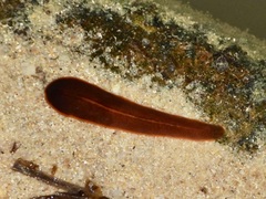 Limnostylochus