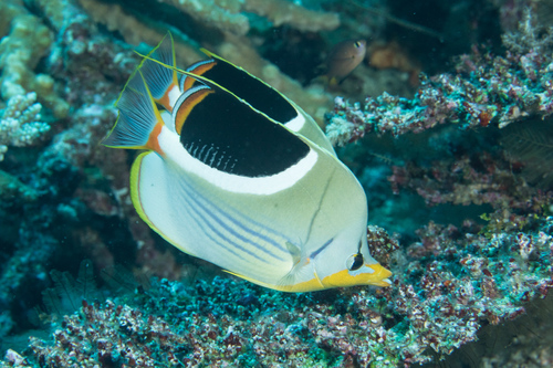 Blackblotch butterflyfish (Chaetodon ephippium) — Chaetodontidae — 4