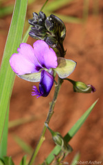 Polygala uncinata