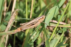 Chorthippus albomarginatus