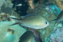 Chromis ternatensis
