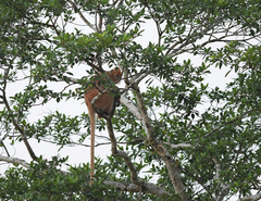 Trachypithecus cristatus