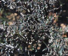 Euphorbia quadrata
