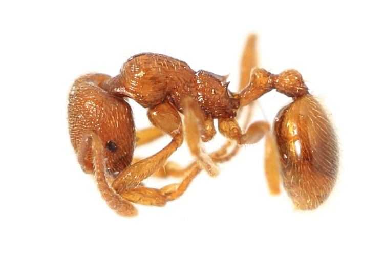 Stenamma impar