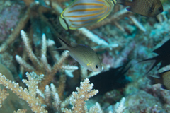 Chromis ternatensis
