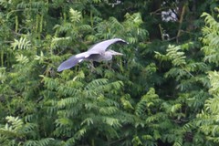 Ardea cinerea