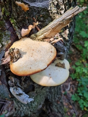 Spongipellis spumeus