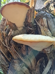 Spongipellis spumeus