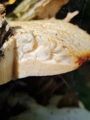 Spongipellis spumeus