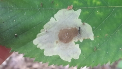 Calycomyza flavinotum