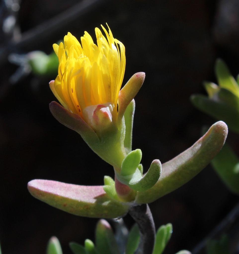 Mitrophyllum dissitum, Peilkop ascent: Richtersveld National Park