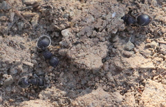 Meranoplus peringueyi