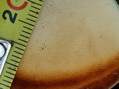 Spongipellis spumeus