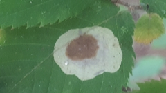 Calycomyza flavinotum