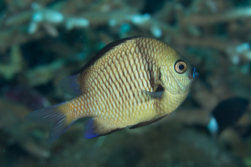 Gray humbug (Dascyllus reticulatus) — Pomacentridae — 4
