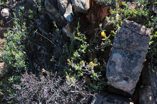Schwantesia proxima (N.E.Br.) L. Bolus 2