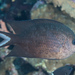Acanthochromis polyacanthus - Photo 由 Mark Rosenstein 所上傳的 (c) Mark Rosenstein，保留部份權利CC BY-NC-SA