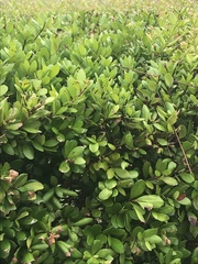 Myrcianthes fragrans