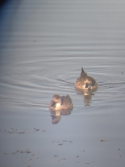 Lophonetta specularioides