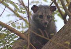 Paradoxurus hermaphroditus