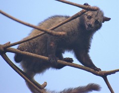 Paradoxurus hermaphroditus