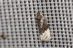 Apotomis betuletana