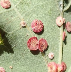 Neuroterus quercusbaccarum