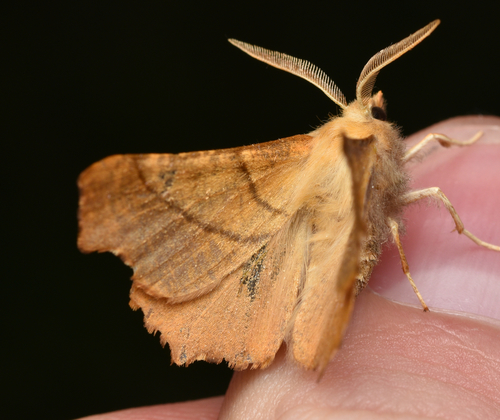 Dusky Thorn