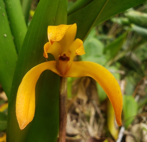 Maxillaria colorata image