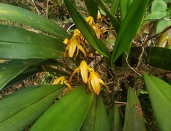 Maxillaria colorata