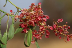 Rumex usambarensis