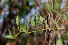 Rumex usambarensis