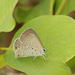 Twin-spot Blue - Photo (c) maritzasouthafrica, some rights reserved (CC BY-NC), uploaded by maritzasouthafrica