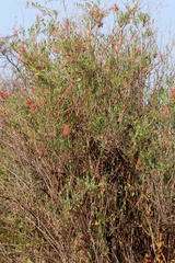 Rumex usambarensis