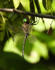 Somatochlora linearis
