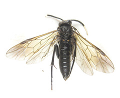 Macrophya infumata