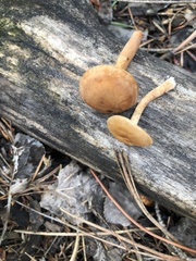 Tubaria romagnesiana