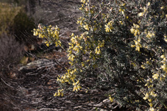 Wiborgiella