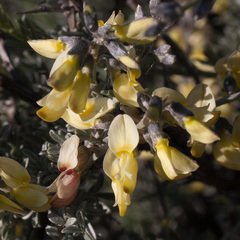 Wiborgiella