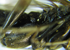 Macrophya infumata