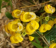 Calceolaria oxyphylla