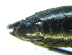 Macrophya infumata