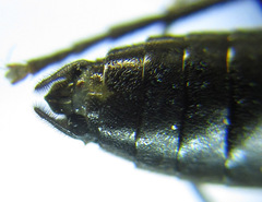 Macrophya infumata