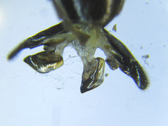 Macrophya infumata