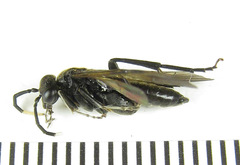 Macrophya infumata