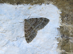 Entephria caesiata