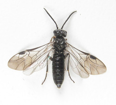 Dolerus genucinctus